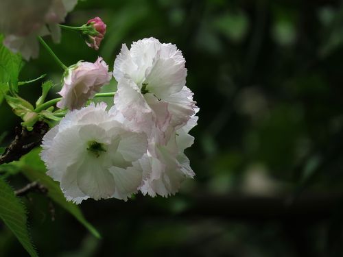 初放盛开的樱花图片花朵樱花日本樱花东京樱花